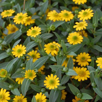 Sanvitalia procumbens 'Yellow Sprite' (050589)