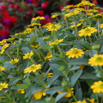 Sanvitalia procumbens 'Yellow Sprite' (050590)