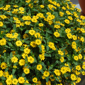 Sanvitalia procumbens 'Yellow Sprite' (050591)