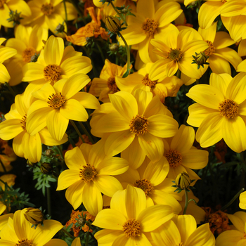 Bidens cernua 'Biddy Gonzales Compact' (050598)