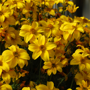 Bidens cernua 'Biddy Gonzales Compact' (050599)