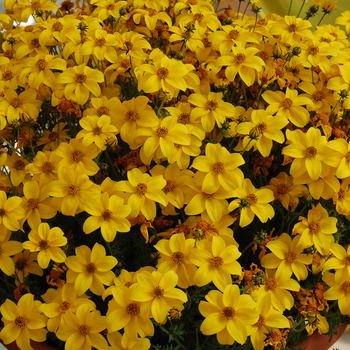 Bidens cernua 'Biddy Gonzales Compact' (050600)