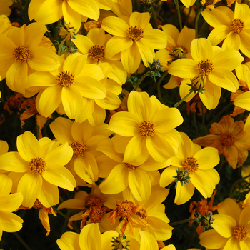 Bidens cernua 'Biddy Gonzales Compact' (050601)