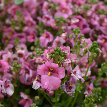 Diascia Diamonte™ 'Lavendar Pink' (050604)