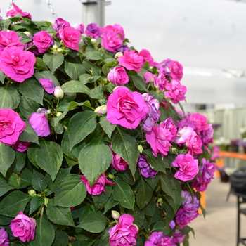 Impatiens walleriana Fiesta 'Ole' Purple' (050605)