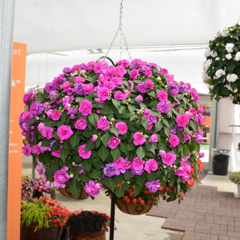 Impatiens walleriana Fiesta 'Ole' Purple' (050606)