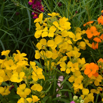 Erysimum 'Citrona™ Yellow' (050610)