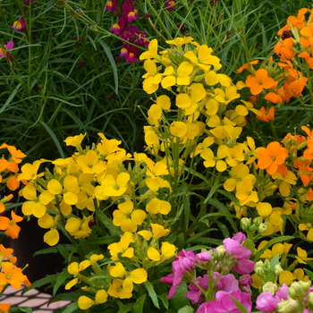 Erysimum 'Citrona™ Yellow' (050612)