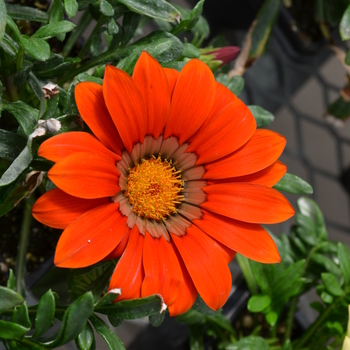 Gazania rigens New Day® 'Bronze Shades' (050616)