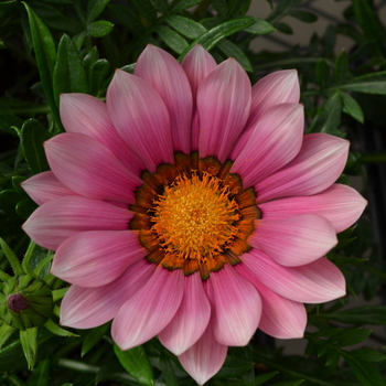 Gazania rigens New Day® 'Pink' (050617)