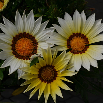 Gazania rigens New Day® 'White' (050618)