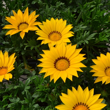 Gazania rigens New Day® 'Yellow' (050619)