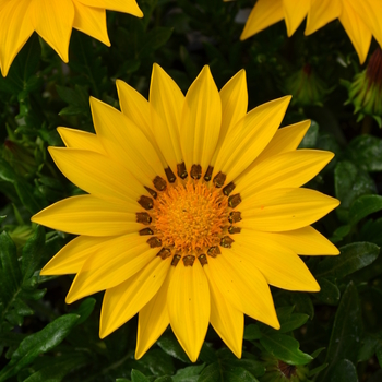 Gazania rigens New Day® 'Yellow' (050620)