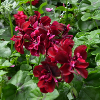 Pelargonium peltatum Precision™ '' (050623)