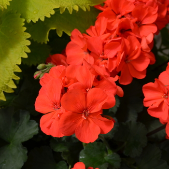 Pelargonium x hortorum Presto™ 'Dark Salmon' (050642)