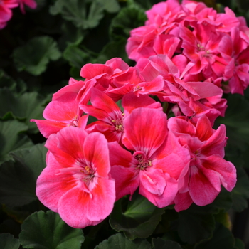 Pelargonium x hortorum Presto™ 'Rose Sizzle' (050643)