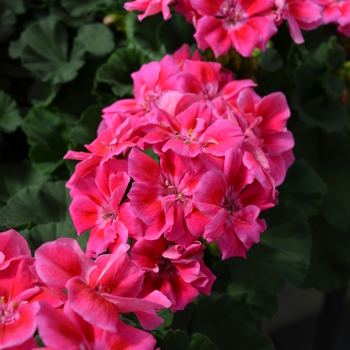 Pelargonium x hortorum Presto™ 'Rose Sizzle' (050645)