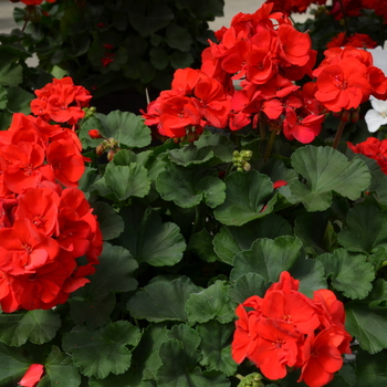 Pelargonium x hortorum Fantasia® '' (050647)