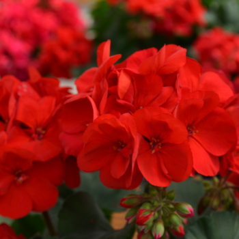 Pelargonium x hortorum Fantasia® '' (050648)