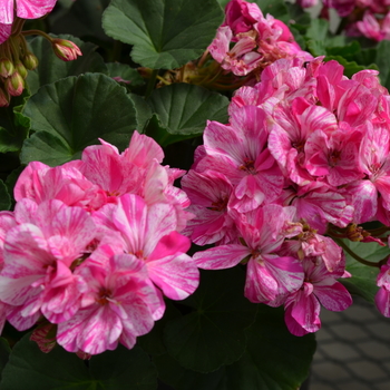 Pelargonium x hortorum Fantasia® 'Raspberry Twizzle' (050649)