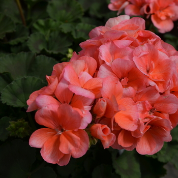 Pelargonium x hortorum Fantasia® '' (050651)