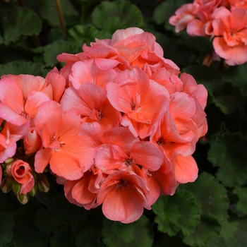 Pelargonium x hortorum Fantasia® '' (050652)