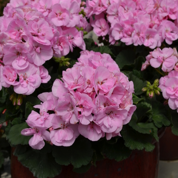 Pelargonium x hortorum Fantasia® 'Shell Pink' (050654)