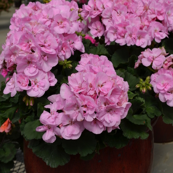 Pelargonium x hortorum Fantasia® 'Shell Pink' (050655)