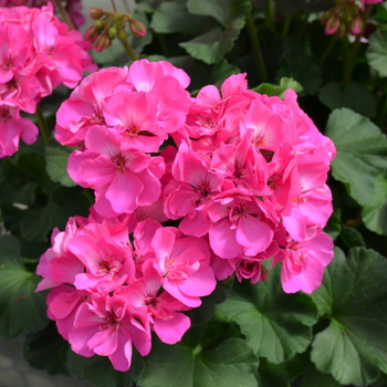 Pelargonium x hortorum Fantasia® '' (050657)