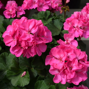 Pelargonium x hortorum Fantasia® '' (050659)