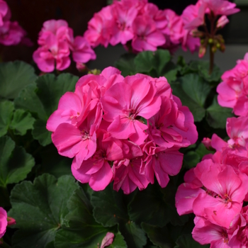 Pelargonium x hortorum Fantasia® '' (050660)