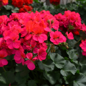 Pelargonium x hortorum Fantasia® '' (050662)