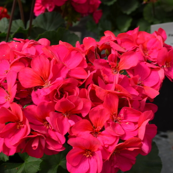 Pelargonium x hortorum Fantasia® '' (050663)