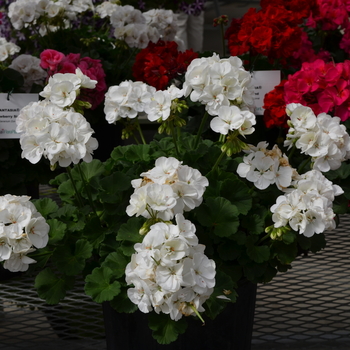 Pelargonium x hortorum Fantasia® '' (050665)