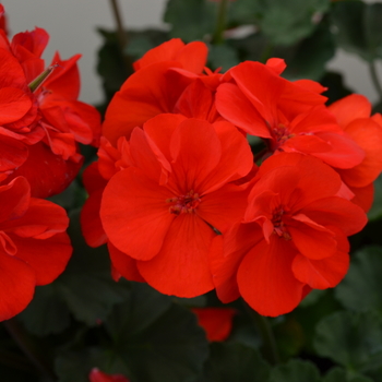 Pelargonium x hortorum Moonlight™ 'Brilliant Red' (050666)