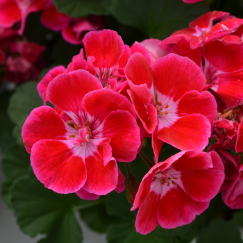 Pelargonium x hortorum Moonlight™ 'Cranberry Blush' (050667)