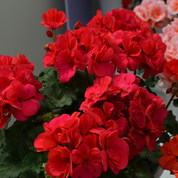 Pelargonium x hortorum Moonlight™ 'Dark Fuchsia' (050668)