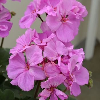 Pelargonium x hortorum Moonlight™ 'Lavender' (050672)