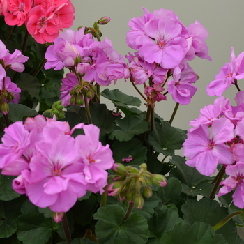 Pelargonium x hortorum Moonlight™ 'Lavender' (050673)