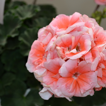 Pelargonium x hortorum Moonlight™ 'Light Salmon' (050675)