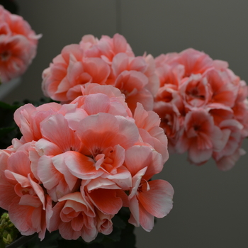 Pelargonium x hortorum Moonlight™ 'Light Salmon' (050676)