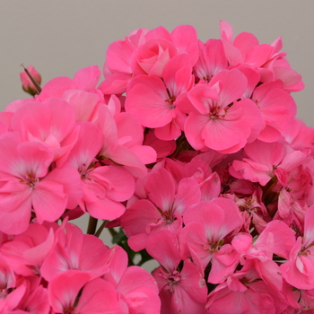 Pelargonium x hortorum Moonlight™ 'Pink' (050677)