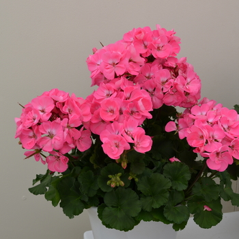 Pelargonium x hortorum Moonlight™ 'Pink' (050678)