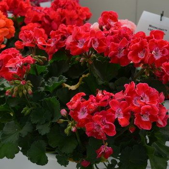 Pelargonium x hortorum Moonlight 'Strawberry Blush' (050683)