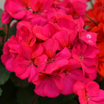 Pelargonium x hortorum Moonlight™ 'Violet' (050684)