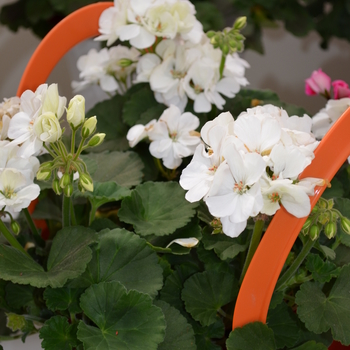 Pelargonium x hortorum Moonlight™ 'White' (050691)