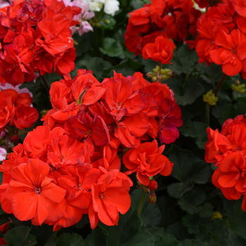 Pelargonium x hortorum Presto™ 'Brilliant Red' (050692)