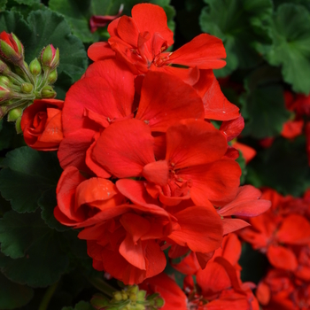 Pelargonium x hortorum Presto™ 'Dark Red' (050694)