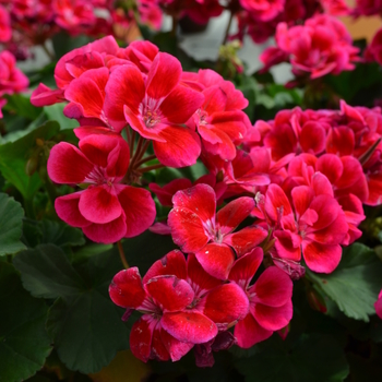 Pelargonium x hortorum Presto™ 'Extreme Rose' (050699)