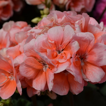 Pelargonium x hortorum Presto™ 'Light Salmon' (050700)